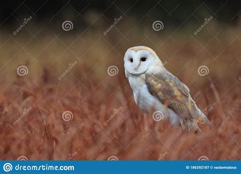 Barn Owl Tyto Alba Perched In Red Grass In The Evening Owl With A