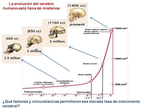 Evolucion Del Cerebro Humano Enriquerubio Net