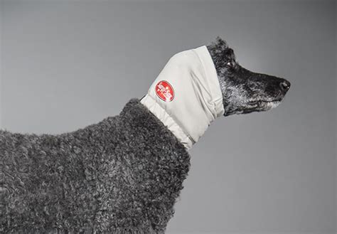 Ear Hematoma Compression Bandage Dog Ear Infection Solutions