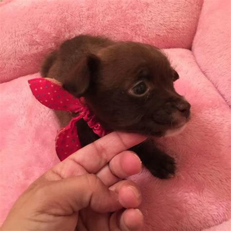 Breed and raised in a loving farm setting. Tiny chihuahua for Sale - 3 months in Los Angeles ...