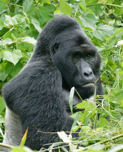 Eastern Gorilla Wikipedia