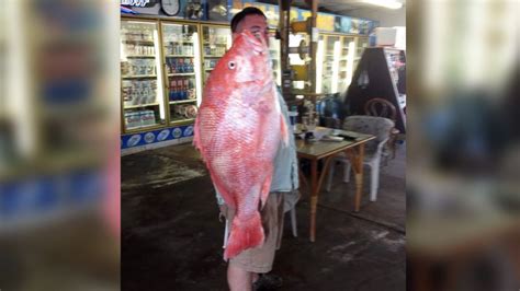 Record Breaking Red Snapper Caught Off The Coast Of Texas Abc News