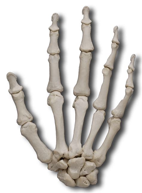 Carpal Bones Transparent Png Stickpng