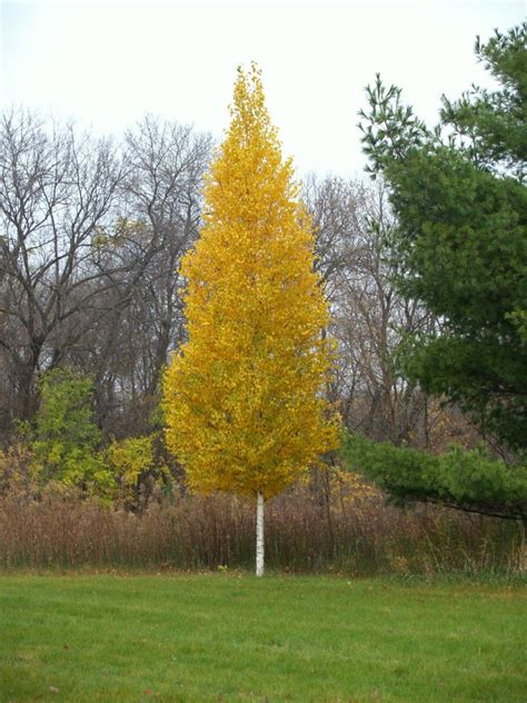 A Tree For All Seasons Knecht S Nurseries Landscaping Deciduous