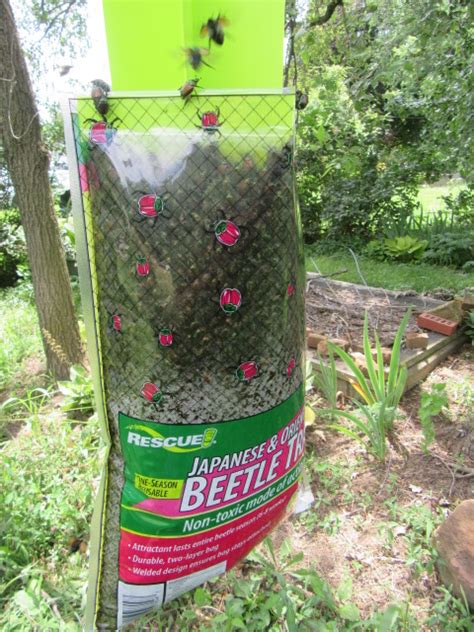 Rescue Japanese Beetle Trap 2 Video The Belmont Rooster