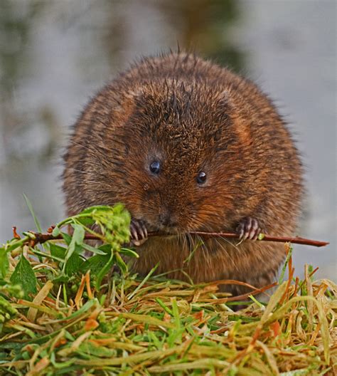 Water Voles Photo Russell Savory