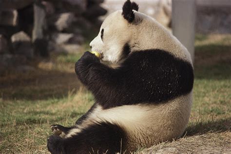 A Side View Of A Panda Bear Sitting Photograph By Todd Gipstein