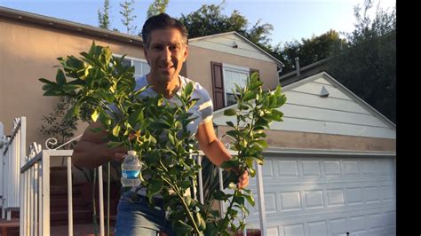 How to water fruit trees. Training Fruit Tree Branches Using Water Bottle Weights ...