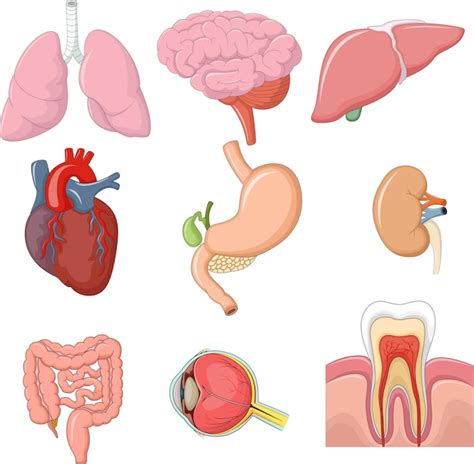 Ilustração De órgãos Internos Anatomia Vetor Premium