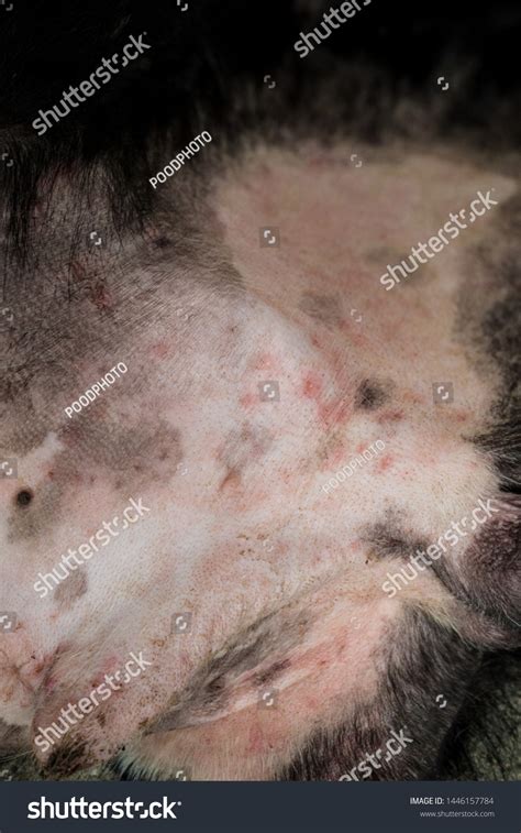 Pustules Dermatitis Dog Dog Belly Reproductive Stock Photo 1446157784