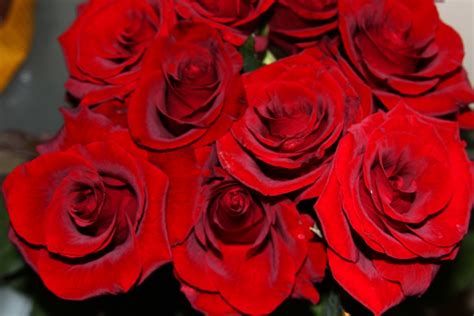 صور ورد احمر اجمل واشيك الورد باللون الاحمر 👇 عالم ستات