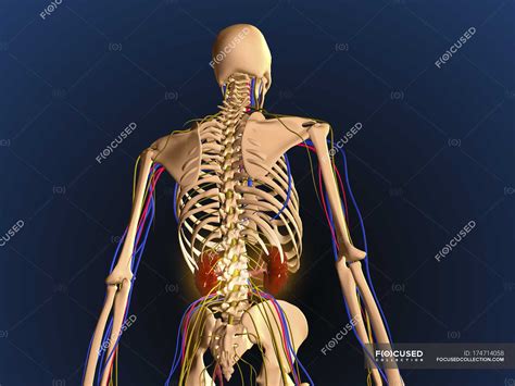 Rear View Of Human Skeleton Showing Kidneys And Nervous System — Bones