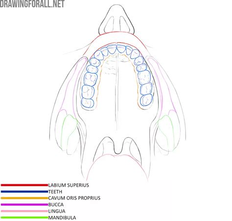 Details 61 Oral Cavity Sketch Vn