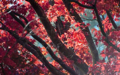 3840x2400 Red Fall Tree Autumn Leaves 5k 4k Hd 4k Wallpapersimages