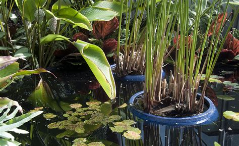 This will absorb impurities and keep the standing water from getting stinky over time. How to Make a Bog Garden - The Home Depot