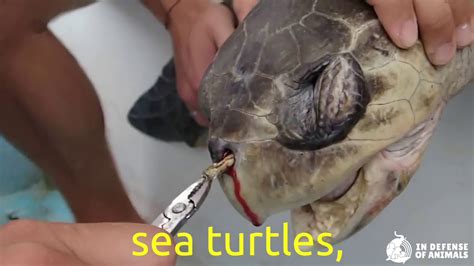 Save Marine Animals From Plastic Waste Youtube