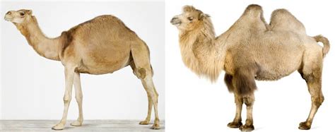I have tried with wolfram alpha some plot but haven't find a good function. Ancient Silk Road - First Global Supply Chain | SCM Globe