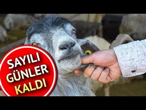 Bayram ne zaman başlıyor, 2020 kaç gün tatil? Kurban Bayramı ne zaman? Bayram Resmi Tatili Kaç Gün ...