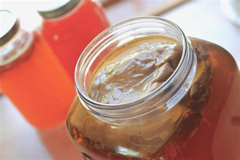 how to bottle kombucha at home the prairie homestead