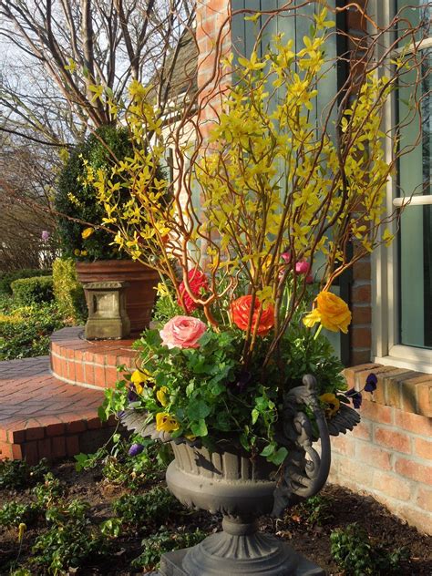 Compare prices & read reviews. Forsythia, Ranunculus, Pansies in a pot | Spring planter ...