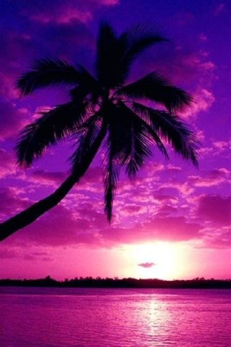 Palm Tree Sunset Wallpaper Palm Tree Purple Sunset Wallpapers With Hd Quality Purple