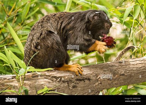 Red Handed Tamarin Saguinus Midas Sitting On A Branch Eating Fruit