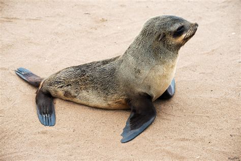 Cute Baby Of Sea Lion Alone On The Beach Namibian Coast 4948125 Stock