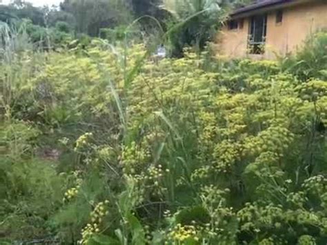 Zero Work Vegetable Garden! 