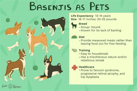 Basenji Dog Breed Characteristics And Care