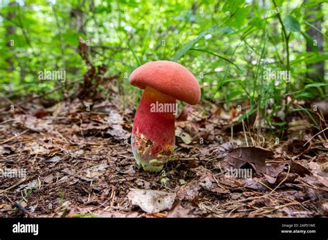 Red Mushroom In The Woods At Stinging Fork Falls Tennessee Stock Photo