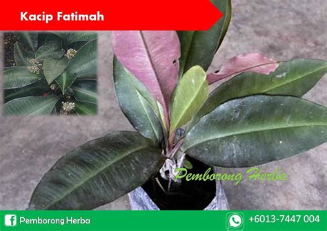 Kacip fatimah is also used to reduce excessive gas in the body, treat flatulence, dysentery, dysmenorrheal, gonorrhea and. Pemborong Herba Johor: Kacip Fatimah