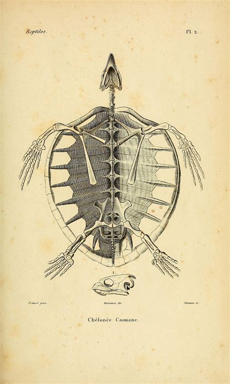 Turtle 1854 Science Illustration Nature Illustration Scientific
