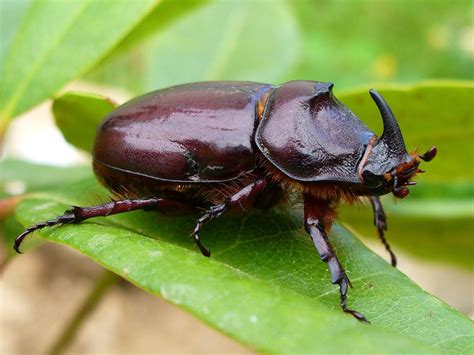 European Rhinoceros Beetle Identification Life Cycle Facts And Pictures