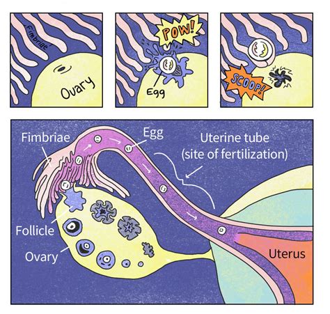 Early Pregnancy Explained An Illustrated Guide Shots Health News Npr