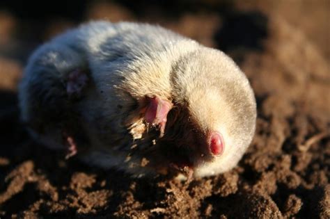 Pin On Golden Mole