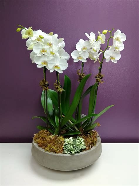 Four White Orchids In Norwalk Ct Studio 9 Flowers