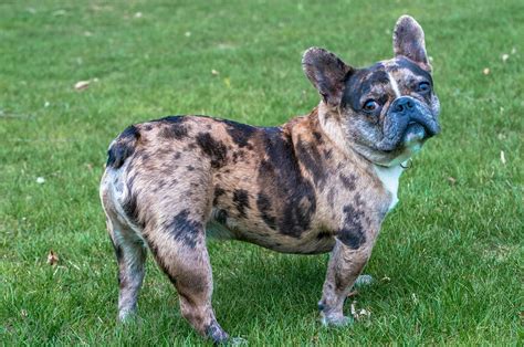 Lilac and lilac merle french bulldog puppies are currently available for sale. About Gemstone Frenchies, Quality Merle Frenchie Puppies ...