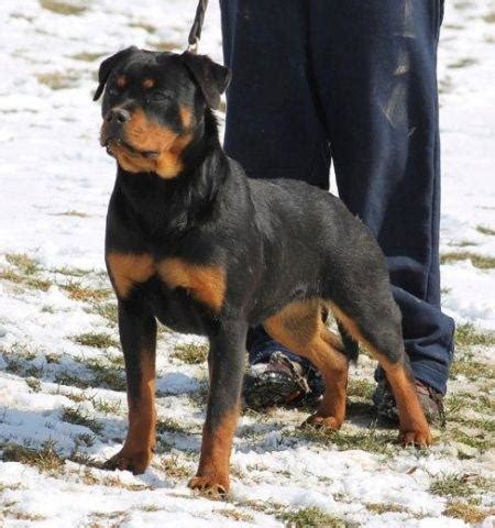 Von valor cross rottweilers does not currently have if rottweilers are what you are looking for we can help you! AKC male rottweiler puppy for Sale in Brodhead, Kentucky Classified | AmericanListed.com