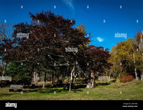 Copper Beech Tree Stock Photo Alamy