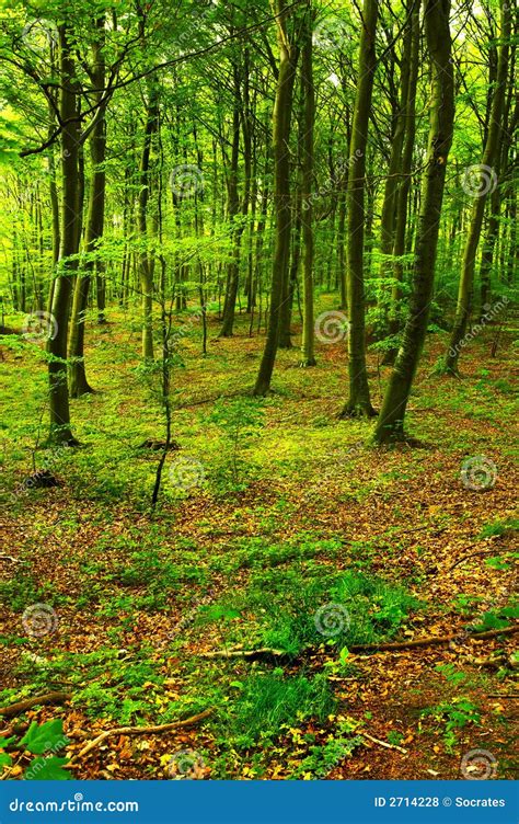 Spring Forest Stock Photo Image Of Morning Environment 2714228