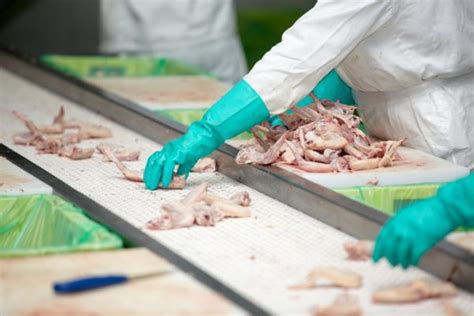 Protecting The Safety And Health Of Poultry Processing Workers The