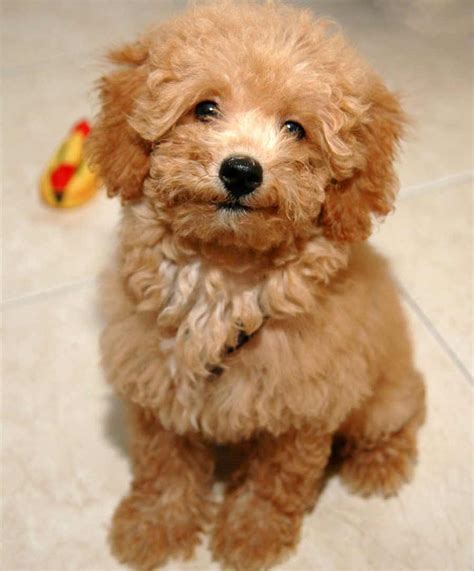 Poodle Dog Breed Information Pictures And More