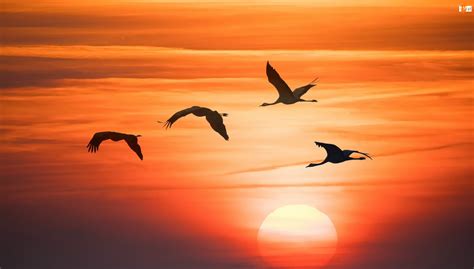 Ptaki Grafika Zachód Słońca