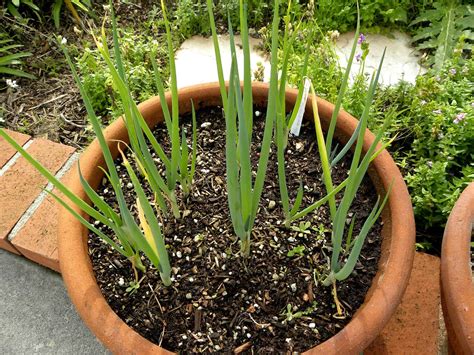 How To Grow Bunching Onions In A Container Updated