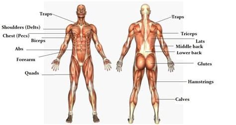 .label the muscles anatomy, human, muscles, body, health, label, labeling, health science, human body. Body Muscles Labelled - List Of Skeletal Muscles Of The ...