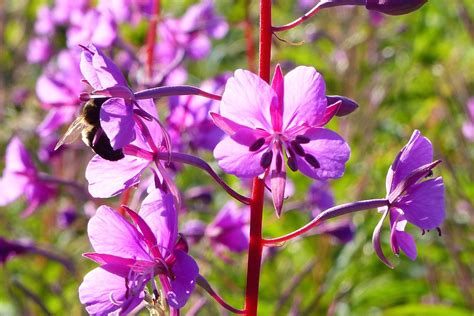 Flowers feed bees by providing nectar and pollen. Spring bees, Summer swarms and flowers.
