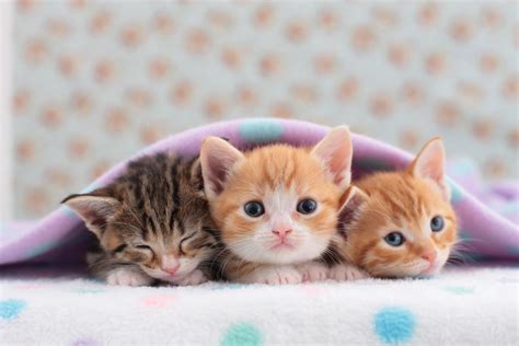 Kittens Cats And Kittens Club Photo 41536656 Fanpop