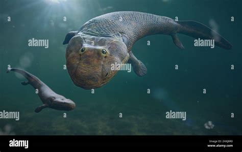 Tiktaalik Extinct Legged Fish The Evolution Of Four Legged Animals
