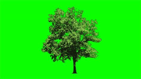 Green Screen Tree Effects Chroma Key Tree Animation No Copyright