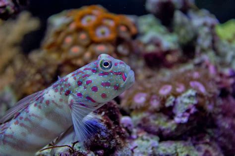 Ft Pink Spotted Watchman Goby Canreef Aquatics Bulletin Board